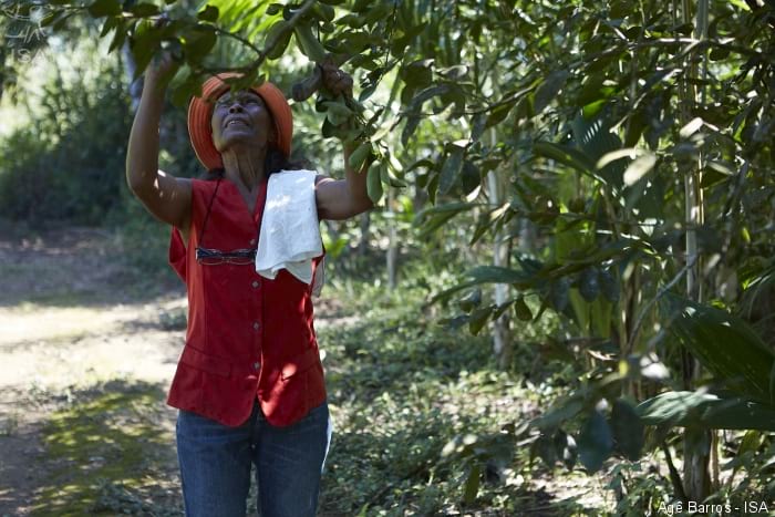 Tá Na Hora da Roça: campanha pede respeito ao plantio tradicional quilombola
