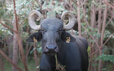 Búfalos barrados no território Kalunga: animais são ameaça para o Sítio Histórico e para o Cerrado
