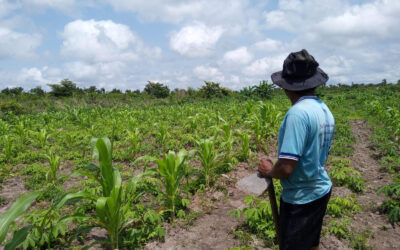 Iniciativa da Agricultura Familiar Quilombola realiza segunda rodada de webinars estaduais
